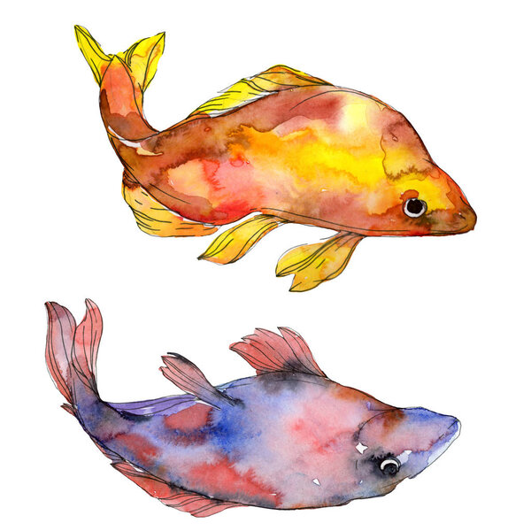 Spotted aquatic underwater colorful tropical fish set. Red sea and exotic fishes inside. Watercolor background set. Watercolour drawing fashion aquarelle. Isolated fish illustration element.