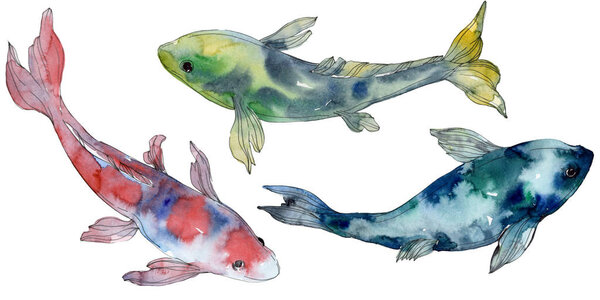 Spotted aquatic underwater colorful tropical fish set. Red sea and exotic fishes inside. Watercolor background set. Watercolour drawing fashion aquarelle. Isolated fish illustration element.