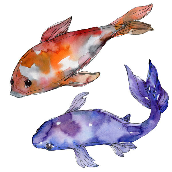 Aquatic underwater colorful tropical fish set. Red sea and exotic fishes inside: Goldfish. Watercolor background set. Watercolour drawing fashion aquarelle. Isolated goldfish illustration element.