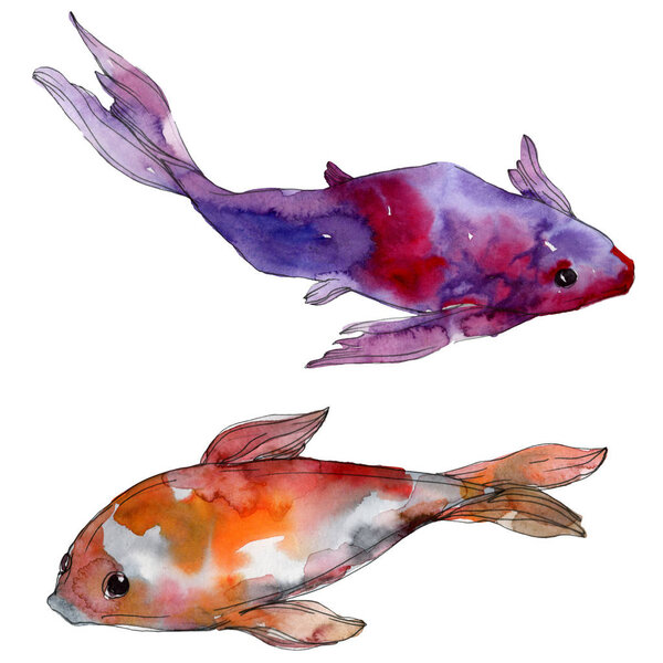 Aquatic underwater colorful tropical fish set. Red sea and exotic fishes inside: Goldfish. Watercolor background set. Watercolour drawing fashion aquarelle. Isolated goldfish illustration element.