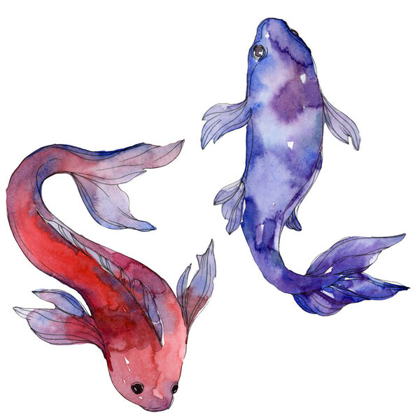 Aquatic underwater colorful tropical fish set. Red sea and exotic fishes inside: Goldfish. Watercolor background set. Watercolour drawing fashion aquarelle. Isolated goldfish illustration element.