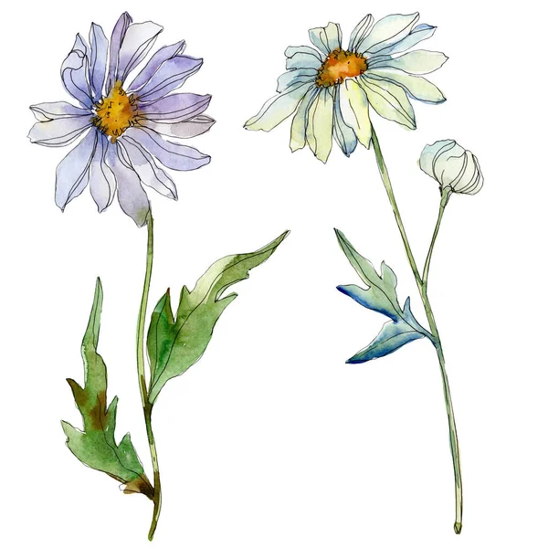 Daisies Green Leaves Watercolor Illustration Isolated White — Stock Photo, Image