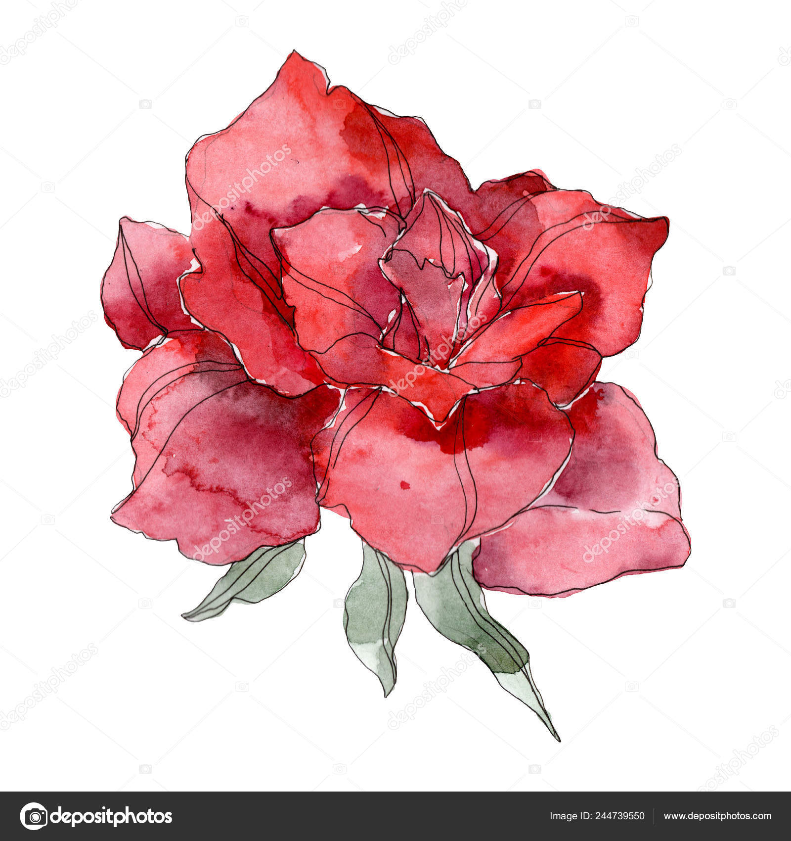 Red Rose Floral Botanical Flower Wild Spring Leaf Wildflower Isolated Stock  Photo by ©AndreYanush 244739550