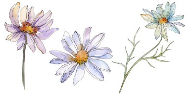 Chamomiles ve papatya yeşil yaprakları suluboya illüstrasyon izole beyaz ile