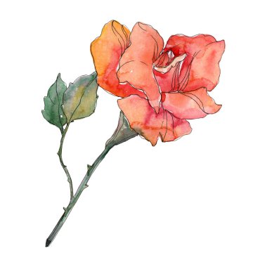 Kırmızı turuncu botanik çiçek gül. Vahşi bahar yaprak izole kır çiçeği. Suluboya arka plan illüstrasyon küme. Suluboya çizim moda aquarelle. Gül illüstrasyon izole öğesi.