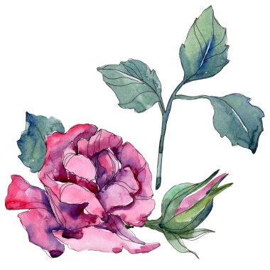 Mor gül botanik çiçek. Vahşi bahar yaprak izole kır çiçeği. Suluboya arka plan illüstrasyon küme. Suluboya çizim moda aquarelle. Gül illüstrasyon izole öğesi.