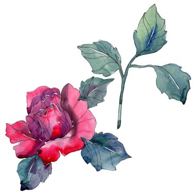 Kırmızı gül botanik çiçek. Vahşi bahar yaprak izole kır çiçeği. Suluboya arka plan illüstrasyon küme. Suluboya çizim moda aquarelle izole.