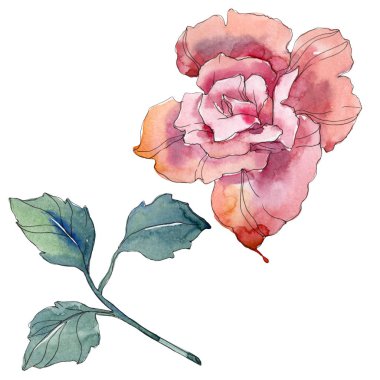 Pembe Gül botanik çiçek. Vahşi bahar yaprak izole kır çiçeği. Suluboya arka plan illüstrasyon küme. Suluboya çizim moda aquarelle. Gül illüstrasyon izole öğesi.