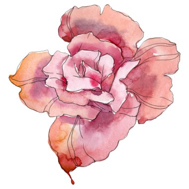Pembe Gül botanik çiçek. Vahşi bahar yaprak izole kır çiçeği. Suluboya arka plan illüstrasyon küme. Suluboya çizim moda aquarelle. Gül illüstrasyon izole öğesi.