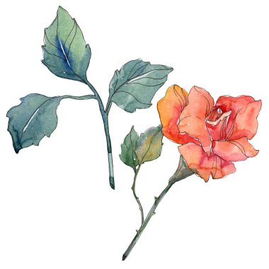 Kırmızı turuncu botanik çiçek gül. Vahşi bahar yaprak izole kır çiçeği. Suluboya arka plan illüstrasyon küme. Suluboya çizim moda aquarelle. Gül illüstrasyon izole öğesi.
