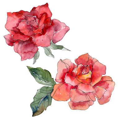 Kırmızı gül botanik çiçek. Vahşi bahar yaprak izole kır çiçeği. Suluboya arka plan illüstrasyon küme. Suluboya çizim moda aquarelle. Gül illüstrasyon izole öğesi.