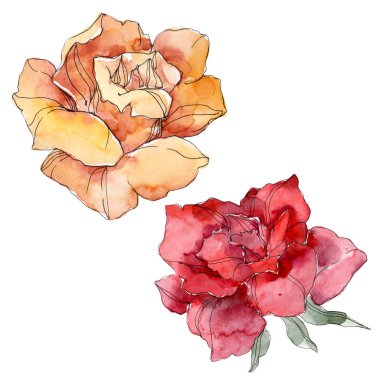 Turuncu ve kırmızı gül botanik çiçek. Vahşi bahar yaprak izole kır çiçeği. Suluboya arka plan illüstrasyon küme. Suluboya çizim moda aquarelle. Gül illüstrasyon izole öğesi.