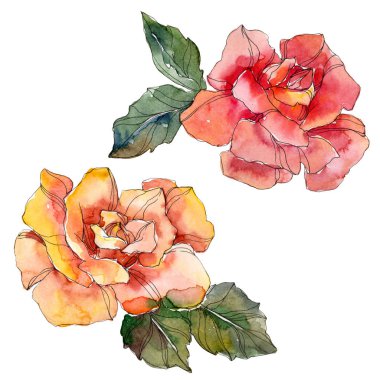 Turuncu ve kırmızı gül botanik çiçek. Vahşi bahar yaprak izole kır çiçeği. Suluboya arka plan illüstrasyon küme. Suluboya çizim moda aquarelle. Gül illüstrasyon izole öğesi.
