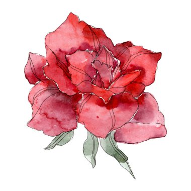 Kırmızı gül botanik çiçek. Vahşi bahar yaprak izole kır çiçeği. Suluboya arka plan illüstrasyon küme. Suluboya çizim moda aquarelle. Gül illüstrasyon izole öğesi.