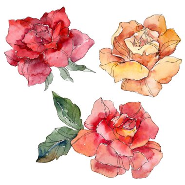 Turuncu ve kırmızı gül botanik çiçek. Vahşi bahar yaprak izole kır çiçeği. Suluboya arka plan illüstrasyon küme. Suluboya çizim moda aquarelle. Gül illüstrasyon izole öğesi.