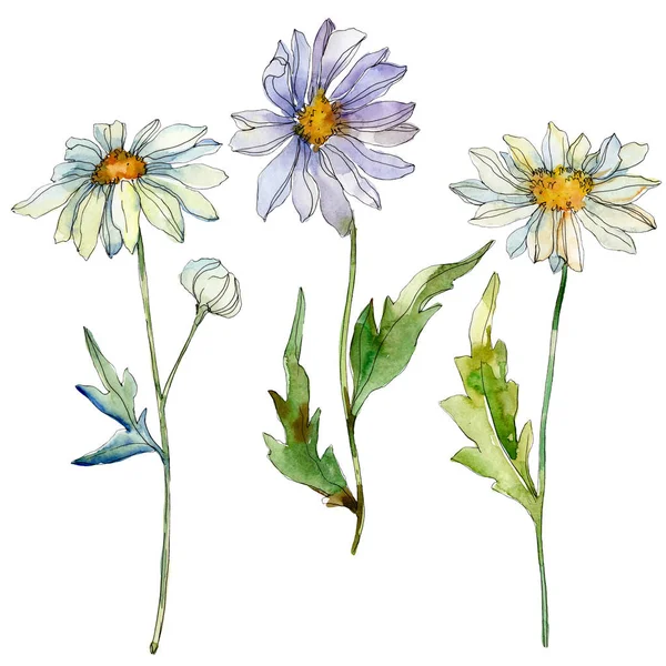 Daisies Green Leaves Watercolor Illustration Isolated White — Stock Photo, Image