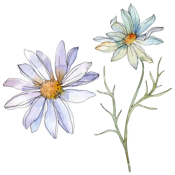 Chamomiles Daisies Green Leaves Watercolor Illustration Isolated White — Stock Photo, Image