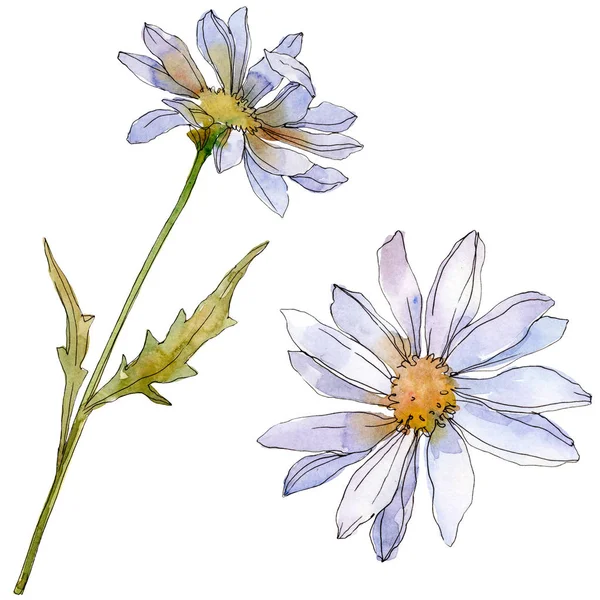 Chamomiles Daisies Green Leaves Watercolor Illustration Isolated White — Stock Photo, Image