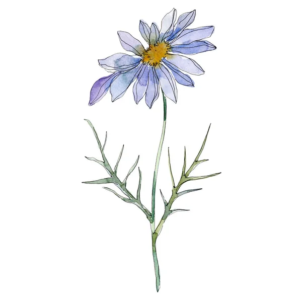 Daisy Green Leaves Watercolor Illustration Isolated White — Stock Photo, Image