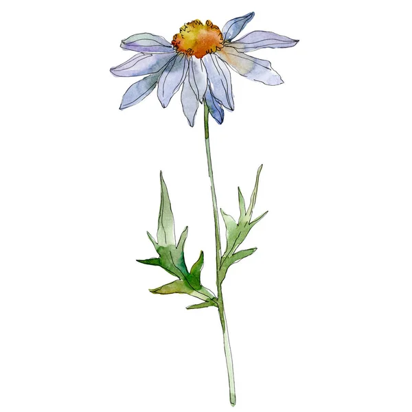 Daisy Met Groene Bladeren Aquarel Illustratie Geïsoleerd Wit — Stockfoto