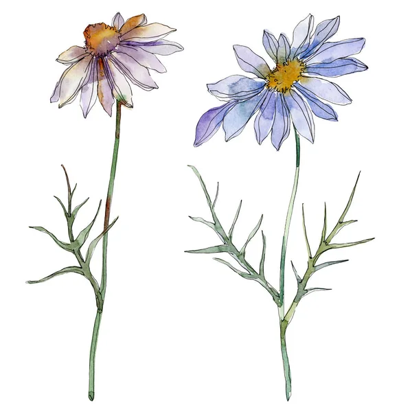 Chamomiles Daisies Green Leaves Watercolor Illustration Isolated White — Stock Photo, Image