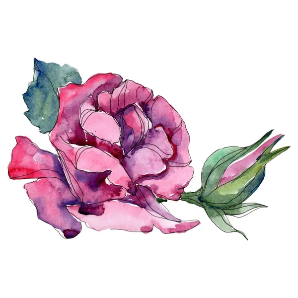Μοβ Floral Βοτανικό Τριαντάφυλλο Άγρια Άνοιξη Φύλλων Wildflower Απομονωμένη Ακουαρέλα — Φωτογραφία Αρχείου