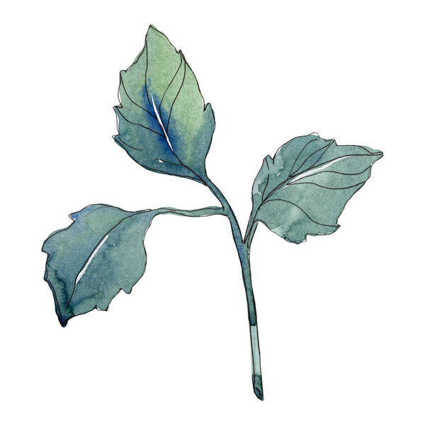 Rose green leaves floral botanical flower. Wild spring leaf wildflower isolated. Watercolor background illustration set. Watercolour drawing fashion aquarelle. Isolated rose illustration element.