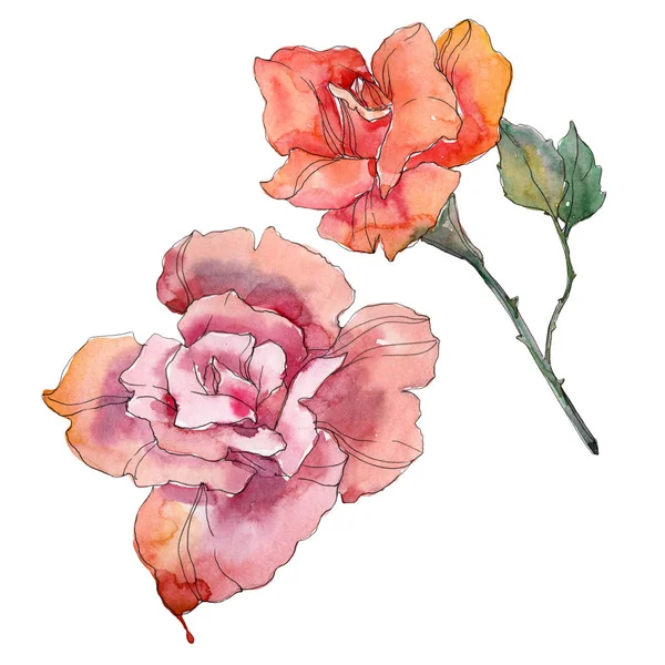 红色橙色和粉红色的玫瑰花卉植物花 野生春叶野花分离 水彩背景设置 水彩画时尚水彩画 被隔绝的玫瑰色例证元素 — 图库照片
