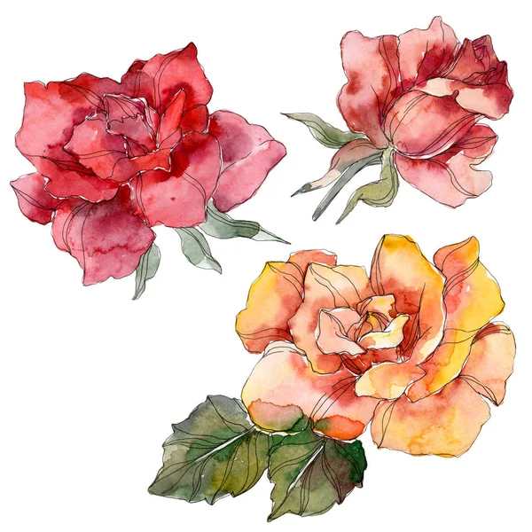 ดอกก หลาบส มและส แดง ดอกไม พฤกษศาสตร ใบไม ดอกไม าโดดเด ดภาพประกอบพ — ภาพถ่ายสต็อก