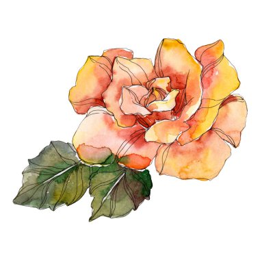 Turuncu gül botanik çiçek. Vahşi bahar yaprak izole kır çiçeği. Suluboya arka plan illüstrasyon küme. Suluboya çizim moda aquarelle. Gül illüstrasyon izole öğesi.