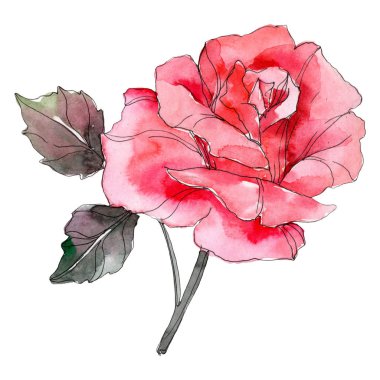 Pembe Gül botanik çiçek. Vahşi bahar yaprak izole kır çiçeği. Suluboya arka plan illüstrasyon küme. Suluboya çizim moda aquarelle izole. İzole rosa illüstrasyon öğesi.