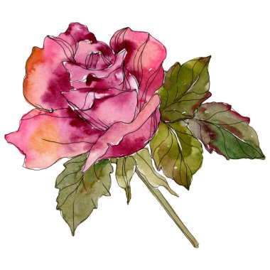 Kestane rengi pembe Gül botanik çiçek. Vahşi bahar yaprak izole kır çiçeği. Suluboya arka plan illüstrasyon küme. Suluboya çizim moda aquarelle. Gül illüstrasyon izole öğesi.