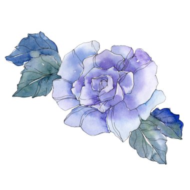 Mavi gül botanik çiçek. Vahşi bahar yaprak izole kır çiçeği. Suluboya arka plan illüstrasyon küme. Suluboya çizim moda aquarelle. Gül illüstrasyon izole öğesi.