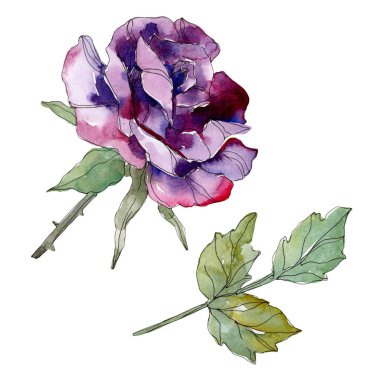 Mor gül botanik çiçek. Vahşi bahar yaprak izole kır çiçeği. Suluboya arka plan illüstrasyon küme. Suluboya çizim moda aquarelle. Gül illüstrasyon izole öğesi.