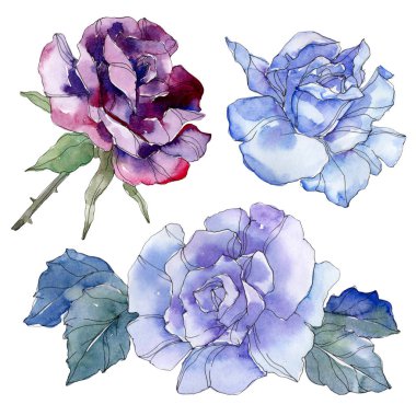 Mavi ve Mor gül botanik çiçek. Vahşi bahar yaprak izole kır çiçeği. Suluboya arka plan illüstrasyon küme. Suluboya çizim moda aquarelle. Gül illüstrasyon izole öğesi.