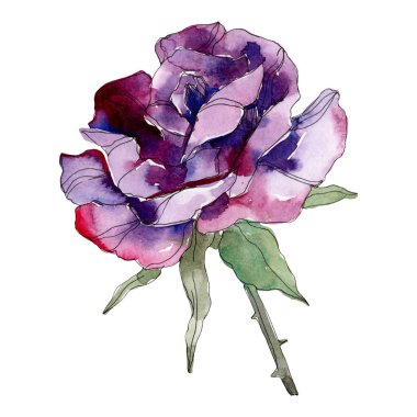 Mor gül botanik çiçek. Vahşi bahar yaprak izole kır çiçeği. Suluboya arka plan illüstrasyon küme. Suluboya çizim moda aquarelle. Gül illüstrasyon izole öğesi.