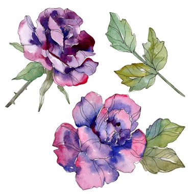 Mor gül botanik çiçek. Vahşi bahar yaprak izole kır çiçeği. Suluboya arka plan illüstrasyon küme. Suluboya çizim moda aquarelle. Gül illüstrasyon izole öğesi.