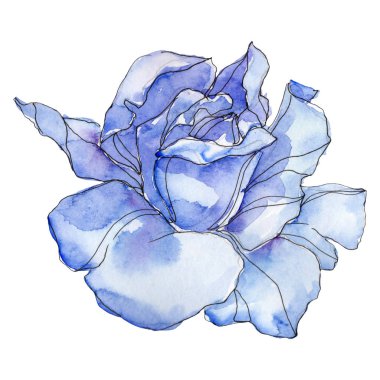 Mavi gül botanik çiçek. Vahşi bahar yaprak izole kır çiçeği. Suluboya arka plan illüstrasyon küme. Suluboya çizim moda aquarelle. Gül illüstrasyon izole öğesi.