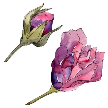Mor gül çiçek botanik çiçekler. Vahşi bahar yaprak izole kır çiçeği. Suluboya arka plan illüstrasyon küme. Suluboya çizim moda aquarelle. Gül illüstrasyon izole öğesi.