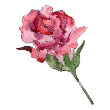 Kırmızı gül botanik çiçek. Vahşi bahar yaprak izole kır çiçeği. Suluboya arka plan illüstrasyon küme. Suluboya çizim moda aquarelle. Gül illüstrasyon izole öğesi.