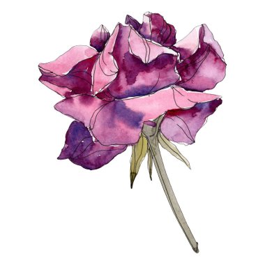 Mor gül çiçek botanik çiçekler. Vahşi bahar yaprak izole kır çiçeği. Suluboya arka plan illüstrasyon küme. Suluboya çizim moda aquarelle. Gül illüstrasyon izole öğesi.