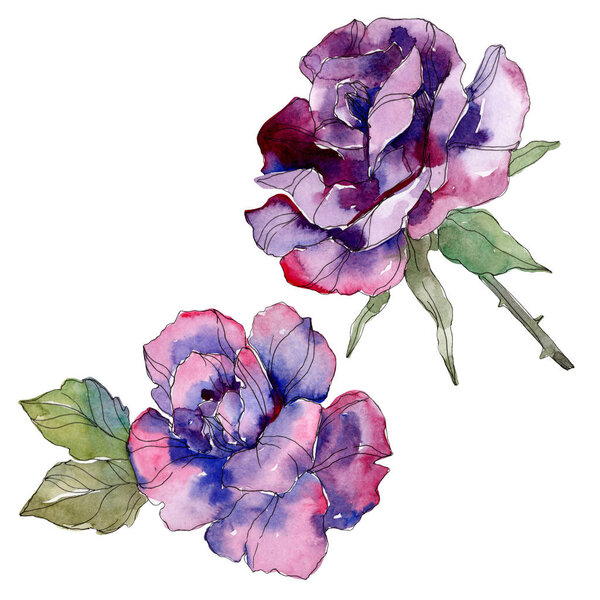 Purple rose floral botanical flower. Wild spring leaf wildflower isolated. Watercolor background illustration set. Watercolour drawing fashion aquarelle. Isolated rose illustration element.