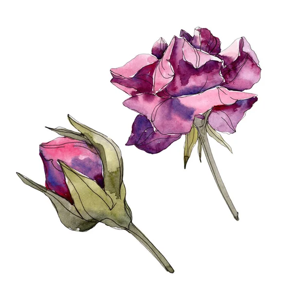 Фиолетовые Розы Цветочные Ботанические Цветы Дикий Весенний Цветок Изолирован Набор — стоковое фото