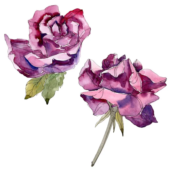 紫玫瑰花植物学花 野生春叶野花分离 水彩背景插图集 水彩画时尚水彩画 被隔绝的玫瑰色例证元素 — 图库照片