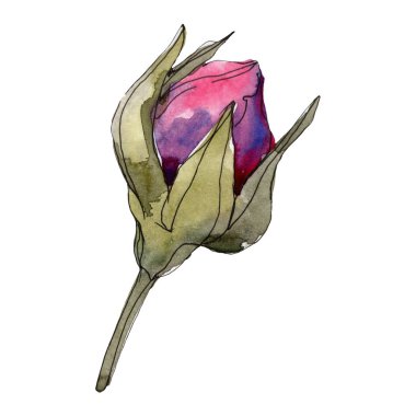 Mor gül çiçek botanik çiçekler. Vahşi bahar yaprak izole kır çiçeği. Suluboya arka plan illüstrasyon küme. Suluboya çizim moda aquarelle. Gül illüstrasyon izole öğesi.