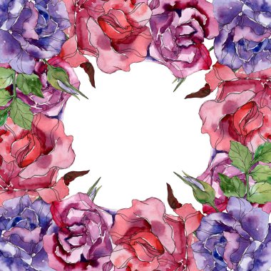 Mor ve kırmızı çiçek botanik çiçekler yükseldi. Vahşi bahar yaprak izole kır çiçeği. Suluboya arka plan illüstrasyon küme. Suluboya çizim moda aquarelle. Çerçeve kenarlığı süsleme Meydanı.