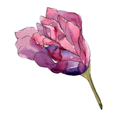 Mor gül çiçek botanik çiçekler. Vahşi bahar yaprak izole kır çiçeği. Suluboya arka plan illüstrasyon küme. Suluboya çizim moda aquarelle. Gül illüstrasyon izole öğesi.