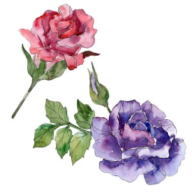 Kırmızı ve Mor gül çiçek botanik çiçekler. Vahşi bahar yaprak izole kır çiçeği. Suluboya arka plan illüstrasyon küme. Suluboya çizim moda aquarelle. Gül illüstrasyon izole öğesi.
