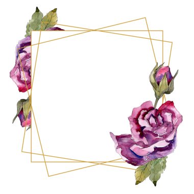 Mor gül çiçek botanik çiçekler. Vahşi bahar yaprak izole kır çiçeği. Suluboya arka plan illüstrasyon küme. Suluboya çizim moda aquarelle. Çerçeve kenarlığı süsleme Meydanı.