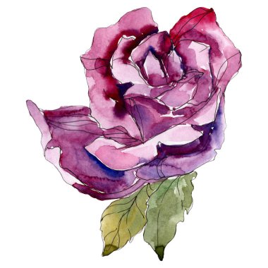 Mor gül çiçek botanik çiçekler. Vahşi bahar yaprak izole kır çiçeği. Suluboya arka plan illüstrasyon küme. Suluboya çizim moda aquarelle. Gül illüstrasyon izole öğesi.